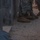 818th Engineer Company MOUT Exercise