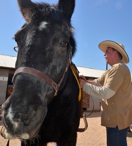 Former Army ceremonial horse completes first patrol in Arizona