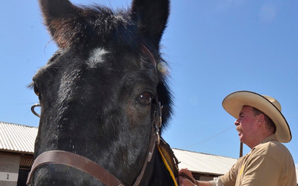 Former Army ceremonial horse completes first patrol in Arizona