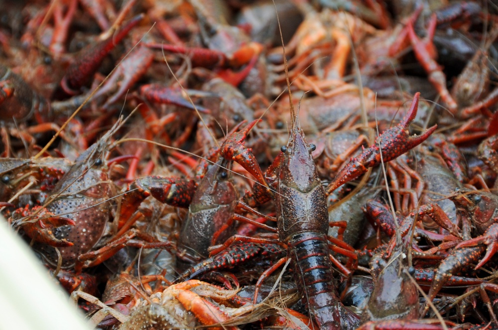 2012 Crawfish Festival
