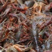 2012 Crawfish Festival