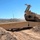 A U.S. Army Armored Vehicle Launched Bridge (AVLB), based on an M60 or M1 Abrams chassis, is actively deploying or retrieving a scissors-type bridge across a gap or earthen obstacle in a desert training environment. The vehicle's bridge-launching arm is raised at a steep angle, indicating the bridge deployment mechanism is in operation. The setting appears to be a military training range in an arid, desert region.