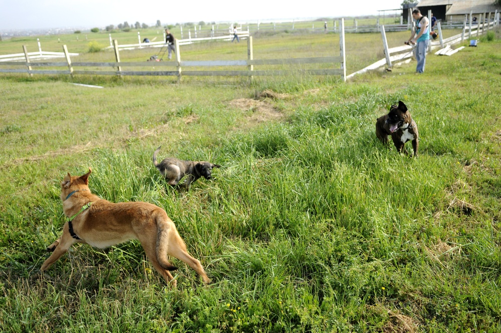 Dog lovers polish puppy park