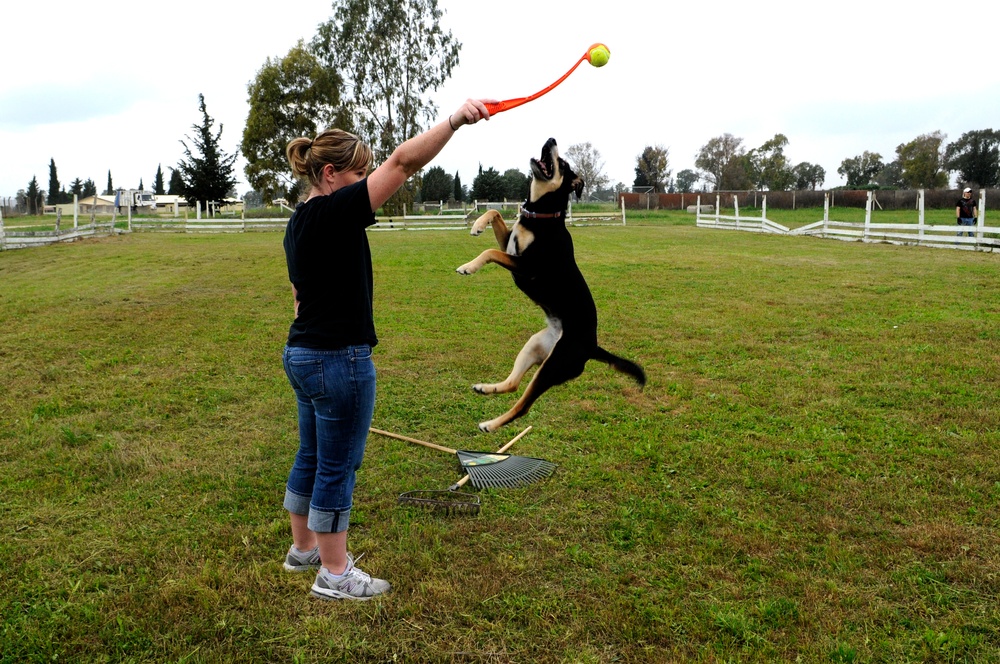 Dog lovers polish puppy park