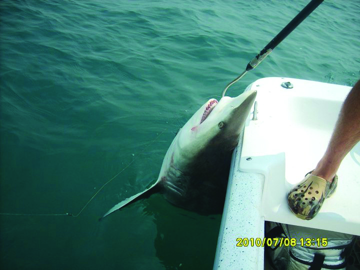 Marines get hooked on shark fishing
