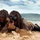 Marines qualify as scout swimmers during course