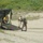 Disembarking an amphibious assault vehicle Disembarking an amphibious assault vehicle