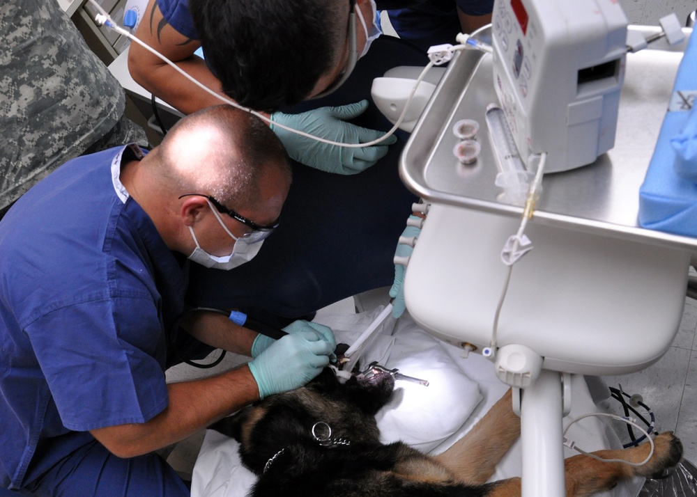 Military working dog teeth cleaning