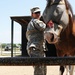 Soldier‘s most prized possessions are her horses