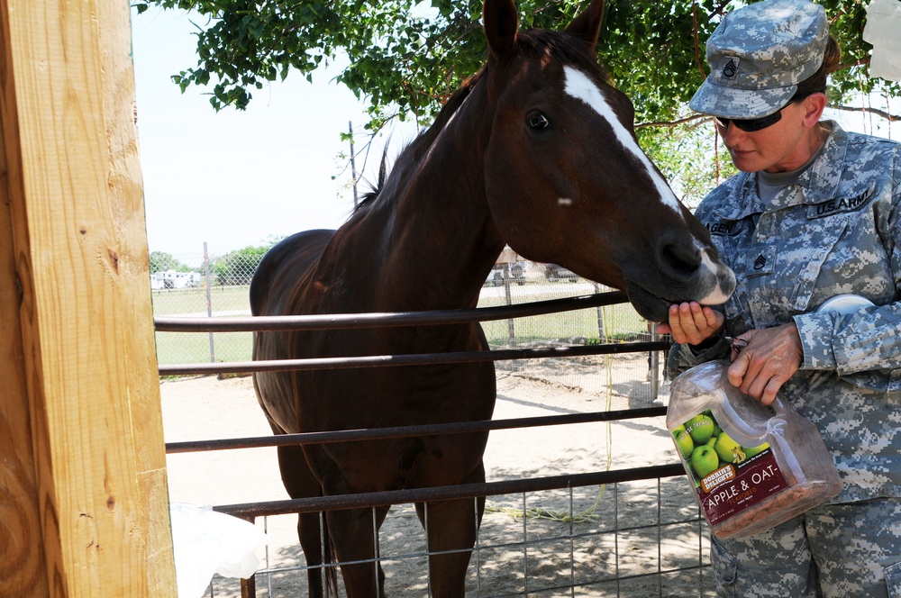 Soldier‘s most prized possessions are her horses