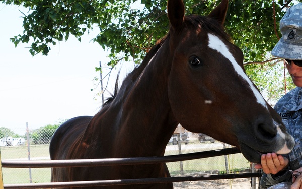 Soldier‘s most prized possessions are her horses
