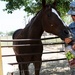 Soldier‘s most prized possessions are her horses