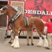 Anheuser-Busch Clydesdales first to trample down Gonsalves Ave