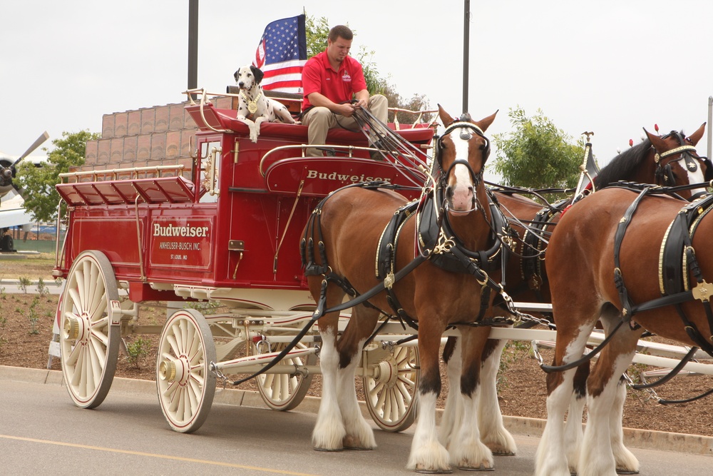 Anheuser-Busch Clydesdales first to trample down Gonsalves Ave