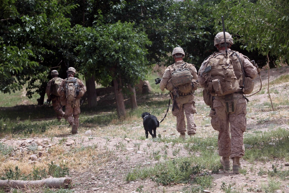 Operation Ox Bow