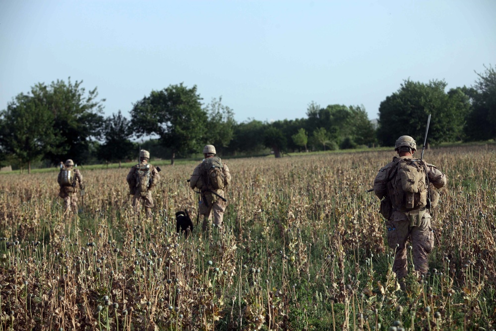 Operation Ox Bow