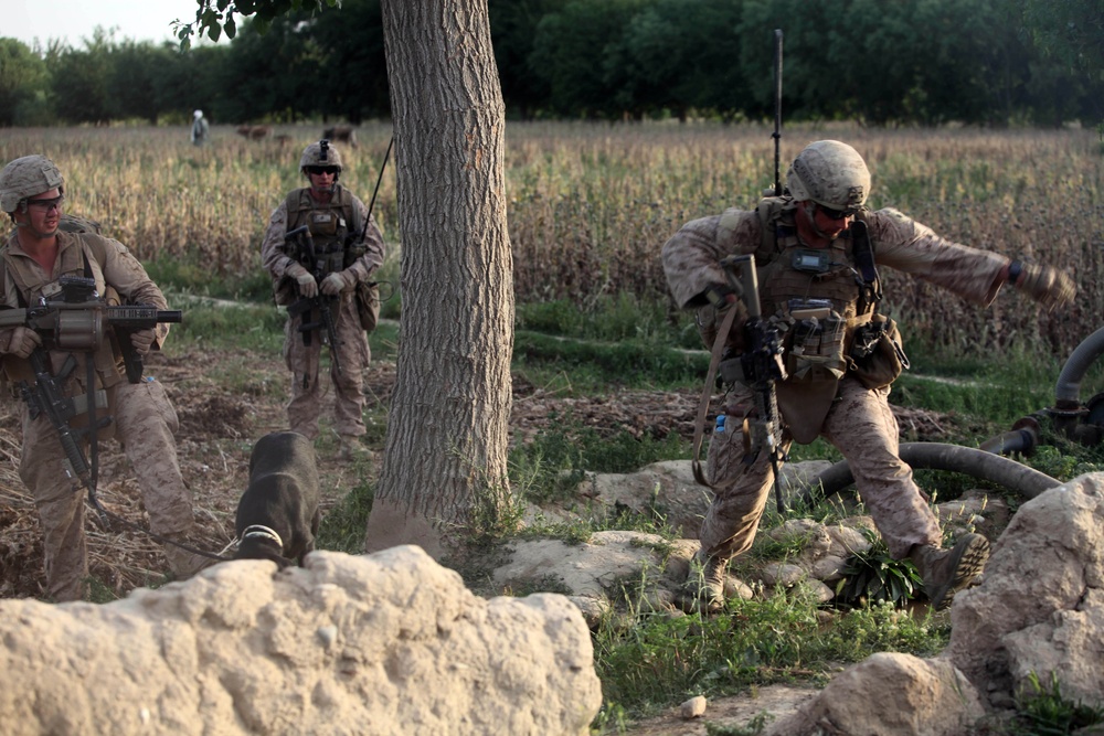 Operation Ox Bow
