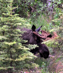 Wildlife: Admire from afar