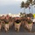 3rd Marine Regiment honors fallen with memorial run
