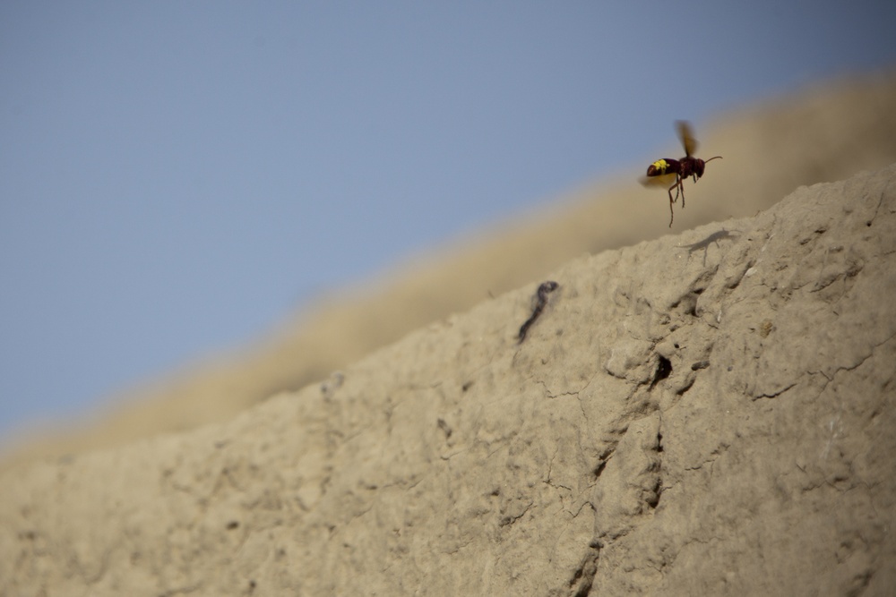 1/7 Marines Patrol in Sangin