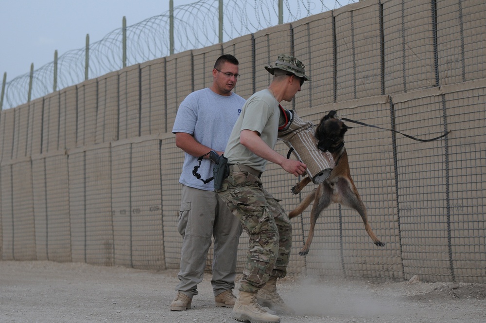 926th MCT working with the dog handlers