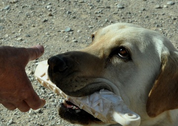 The dogs of war: saving lives but paying the price