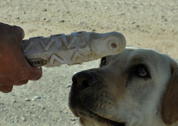 The dogs of war: saving lives but paying the price