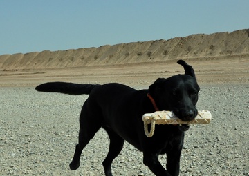 The dogs of war: saving lives but paying the price