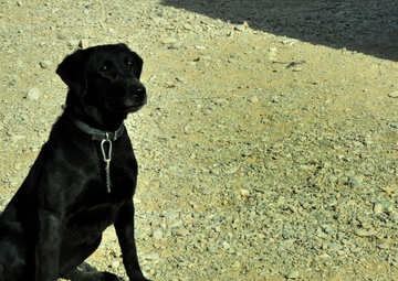 The dogs of war: saving lives but paying the price