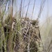 Snipers in Sangin