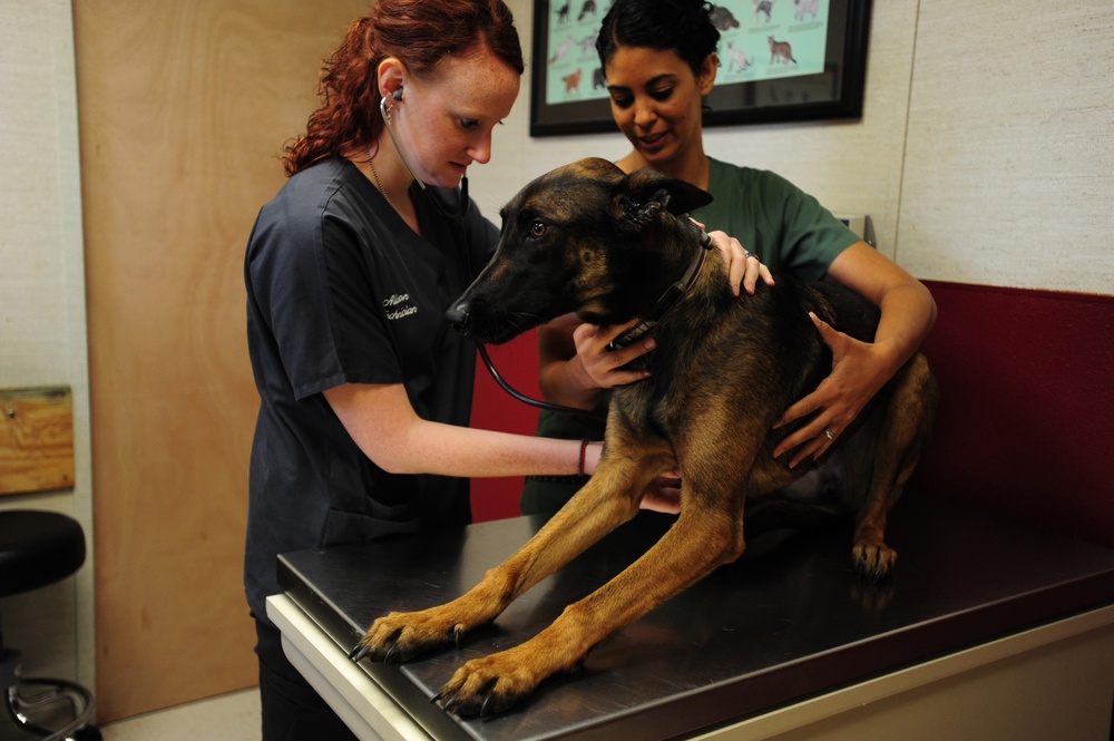 Military dog gets checkup