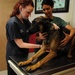 Military dog gets checkup