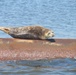 'Resident' Harbor Seal