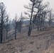 Colorado High Park Fire