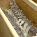HSI takes custody of Mongolian dinosaur skeleton