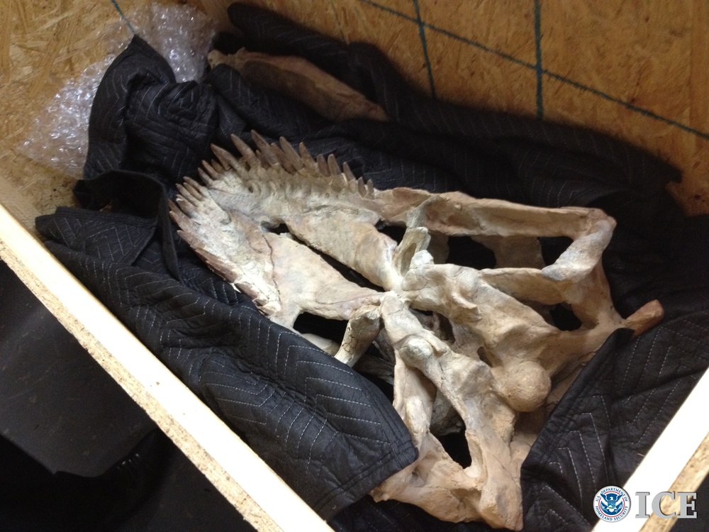 HSI takes custody of Mongolian dinosaur skeleton