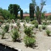 Mission San Antonio de Padua gardens