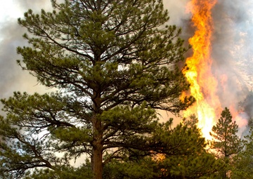 High Park fire