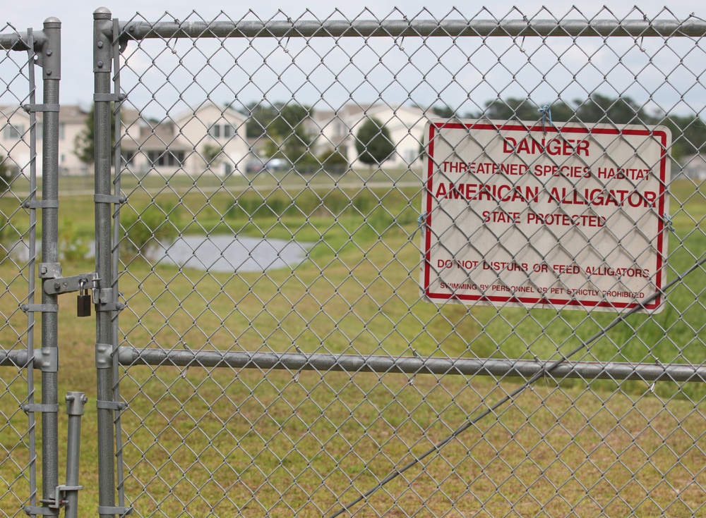 Alligators spotted on Marine Corps Base Camp Lejeune