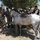 Helping to procure horses in Khawajah Bahawuddin