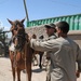 Helping to procure horses in Khawajah Bahawuddin