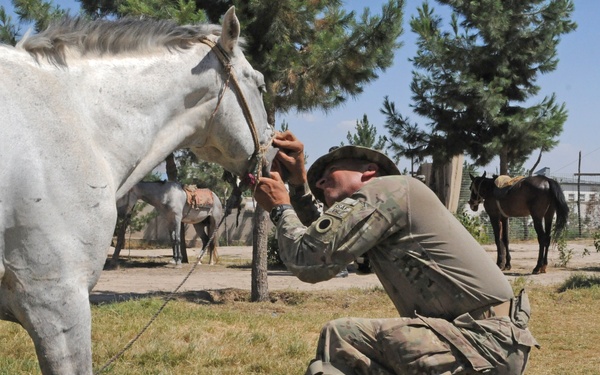 A soldier in full camouflage uniform and patrol cap is kneeling on one knee while examining or treating the mouth/head area of a white horse. The setting appears to be a military compound or stable area in an arid environment, with additional horses and military vehicles visible in the background. The scene suggests a veterinary check or medical assessment being conducted on the animal.