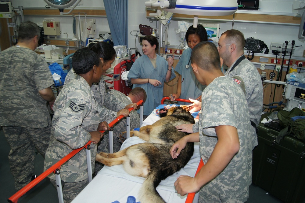 Deployed Langley airman goes above and beyond for man’s best friend