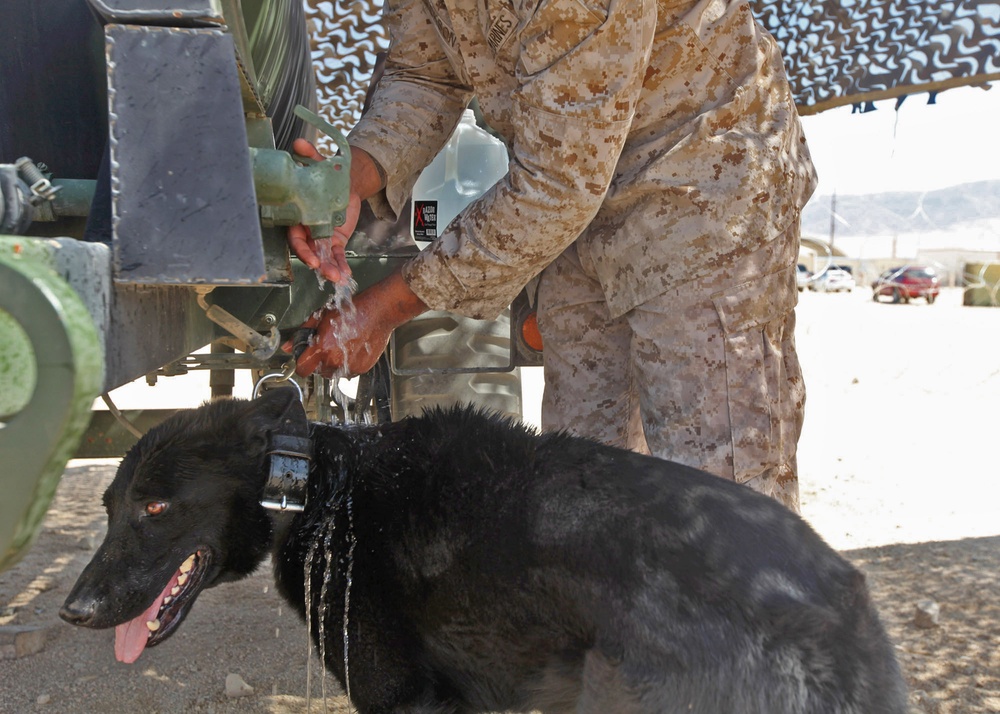 Military working dogs keep their cool during Javelin Thrust 2012