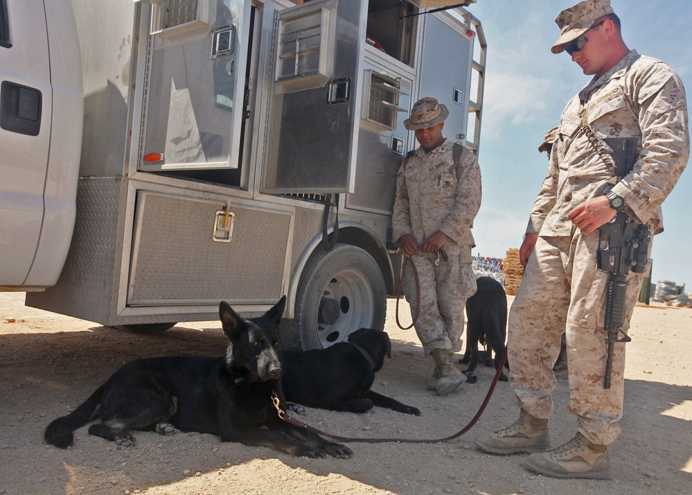 Military working dogs keep their cool during Javelin Thrust 2012