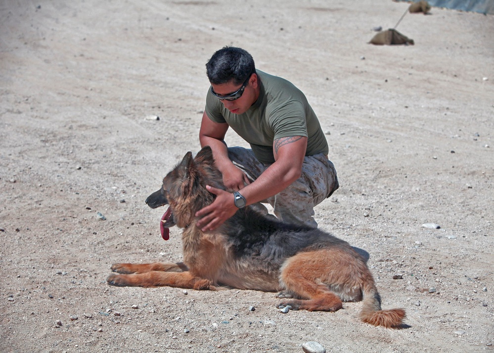 Military working dogs keep their cool during Javelin Thrust 2012