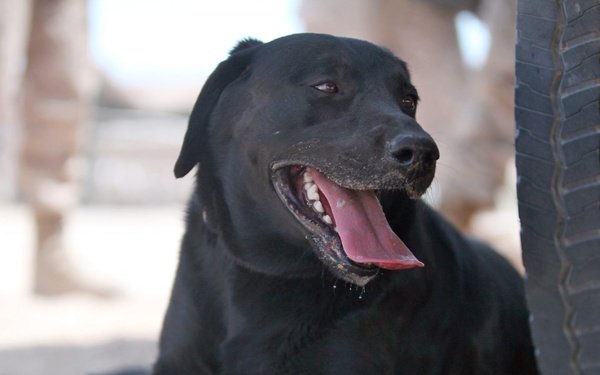 Military working dogs keep their cool during Javelin Thrust 2012