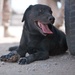 Military working dogs keep their cool during Javelin Thrust 2012