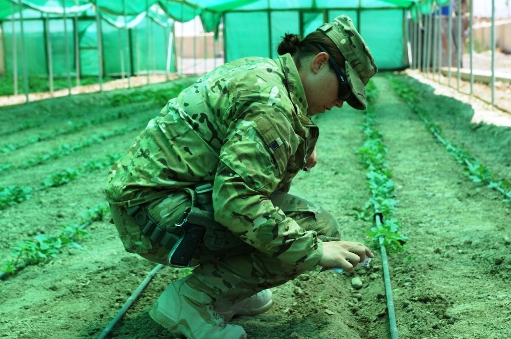 US Army soldier plants seeds in Kandahar province, Afghanistan