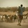 Hearding goats